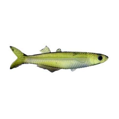 Almost Alive 3.25" Soft Glass Minnows 6 Pack Hand Painted Yellow - Click Image to Close