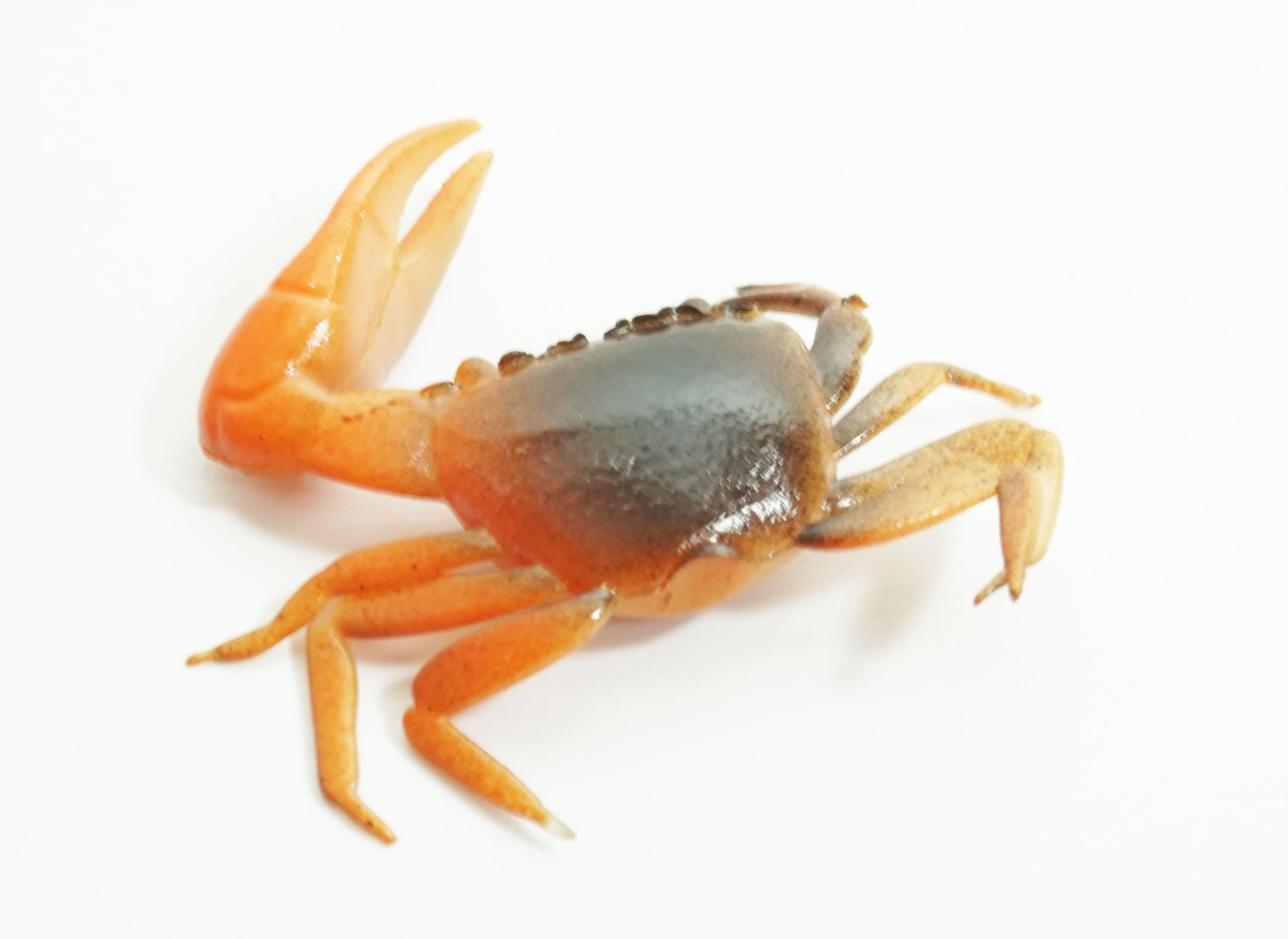 Artificial Fiddler Crab 1-1/2" Brown/Orange 8 Pack - Click Image to Close
