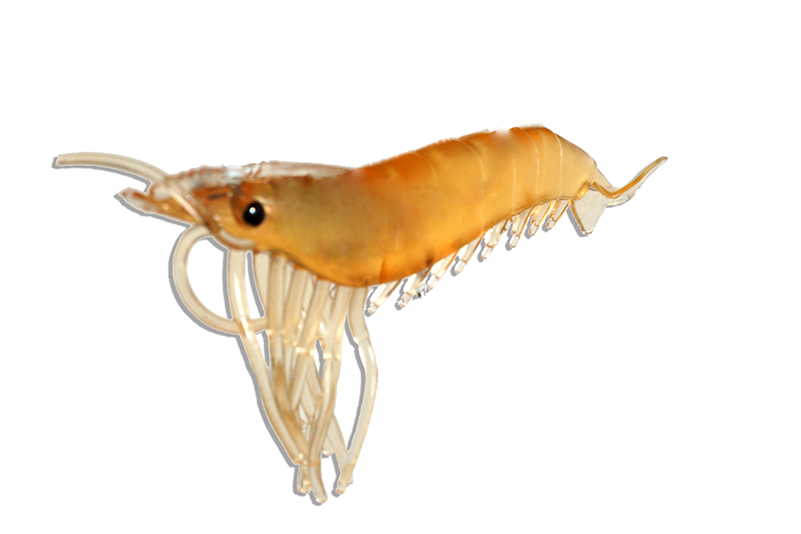 Artificial Shrimp 3-1/4" Rootbeer 6 Pack - Click Image to Close