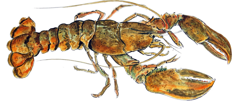 Lobster Decal/Sticker