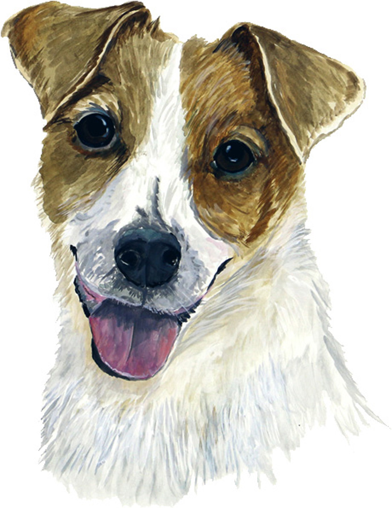 Jack Russell Decal/Sticker