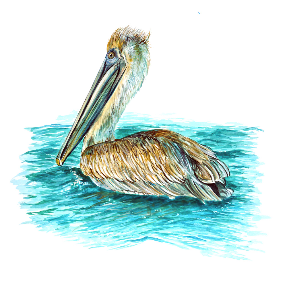 Pelican--3.725x3.543 Decal/Sticker