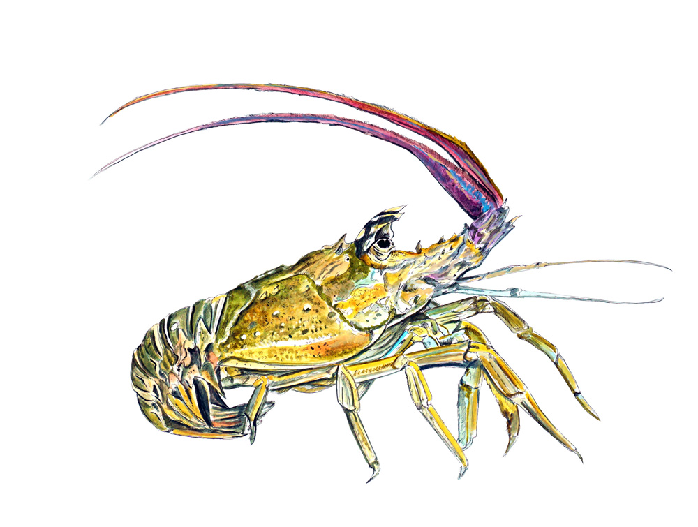 Spiny Lobster Decal/Sticker
