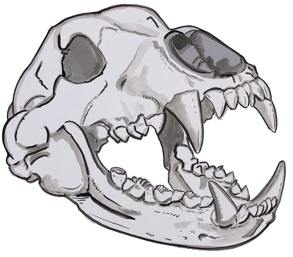 Bear Skull Decal/Sticker