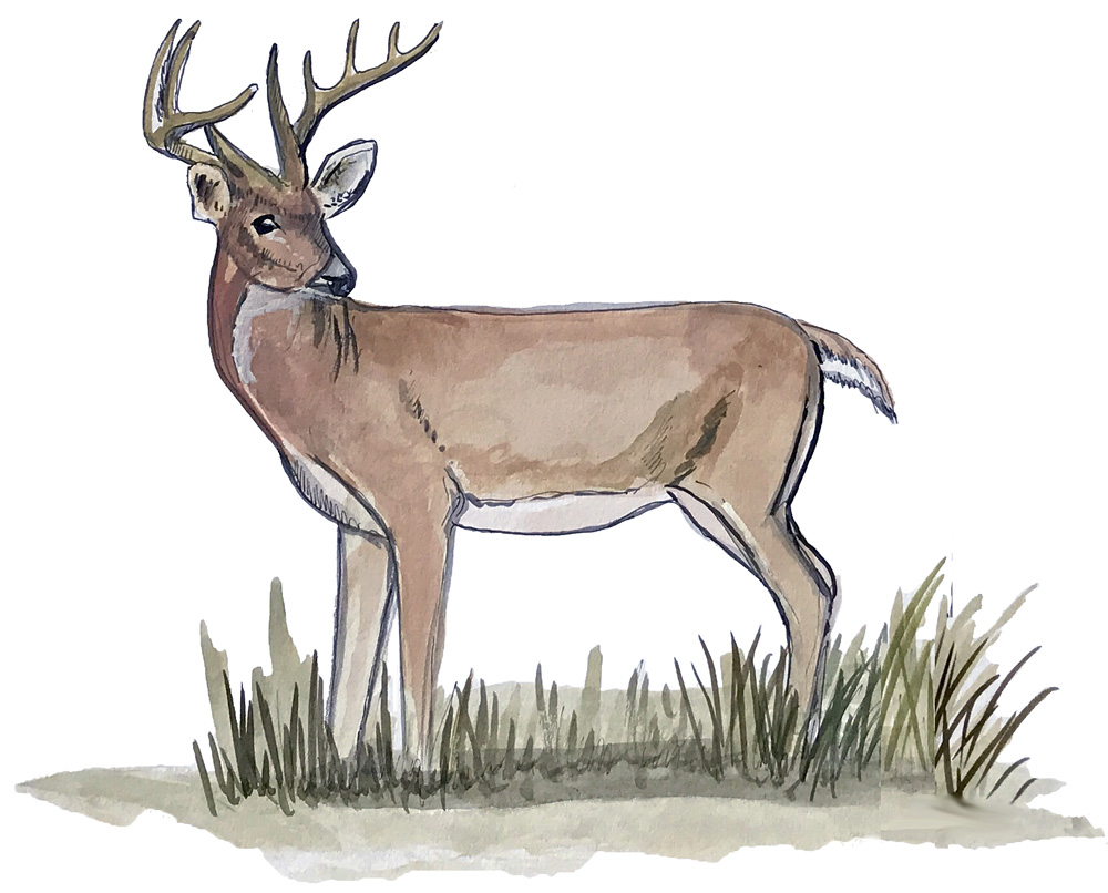 Deer Decal/Sticker