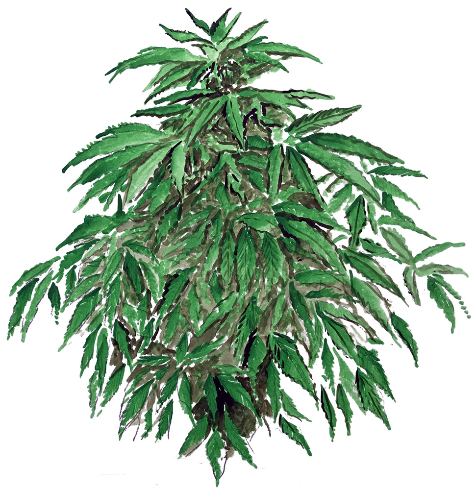 Marijuana Plant Decal/Sticker