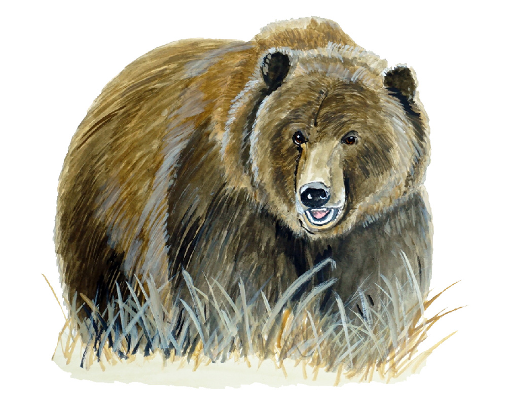 Grizzly Bear Decal/Sticker