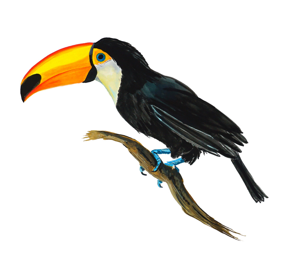 Tucan Decal/Sticker
