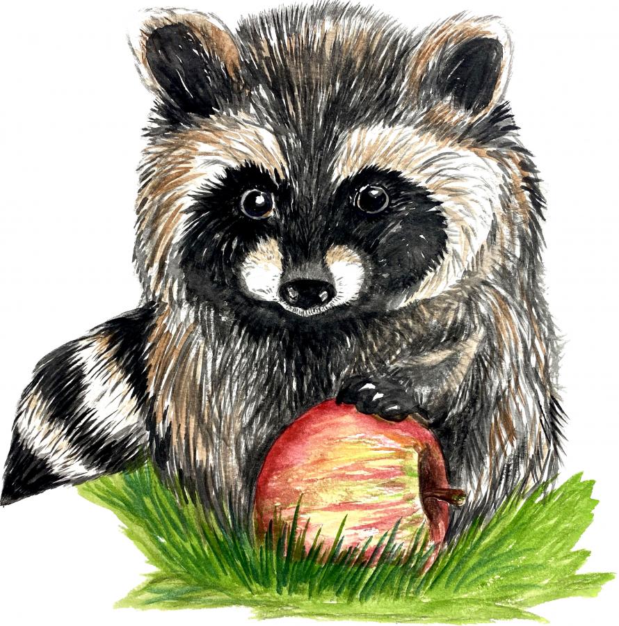 Raccoon with Apple Decal/Sticker