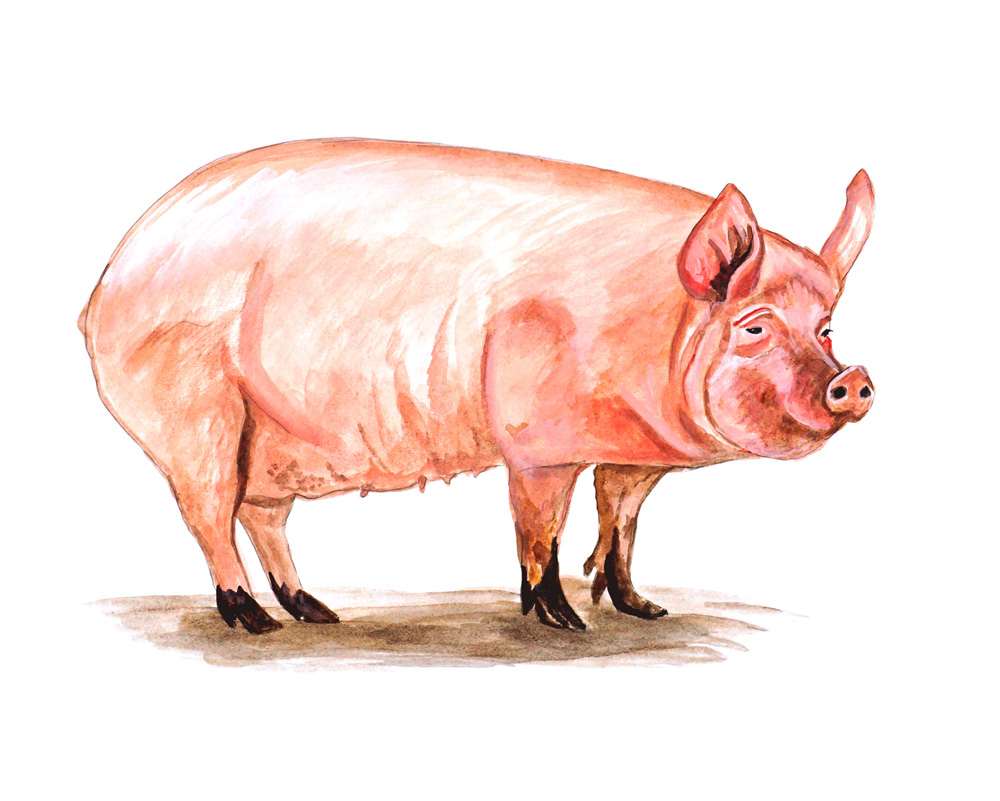 Piggy Pig Decal/Sticker