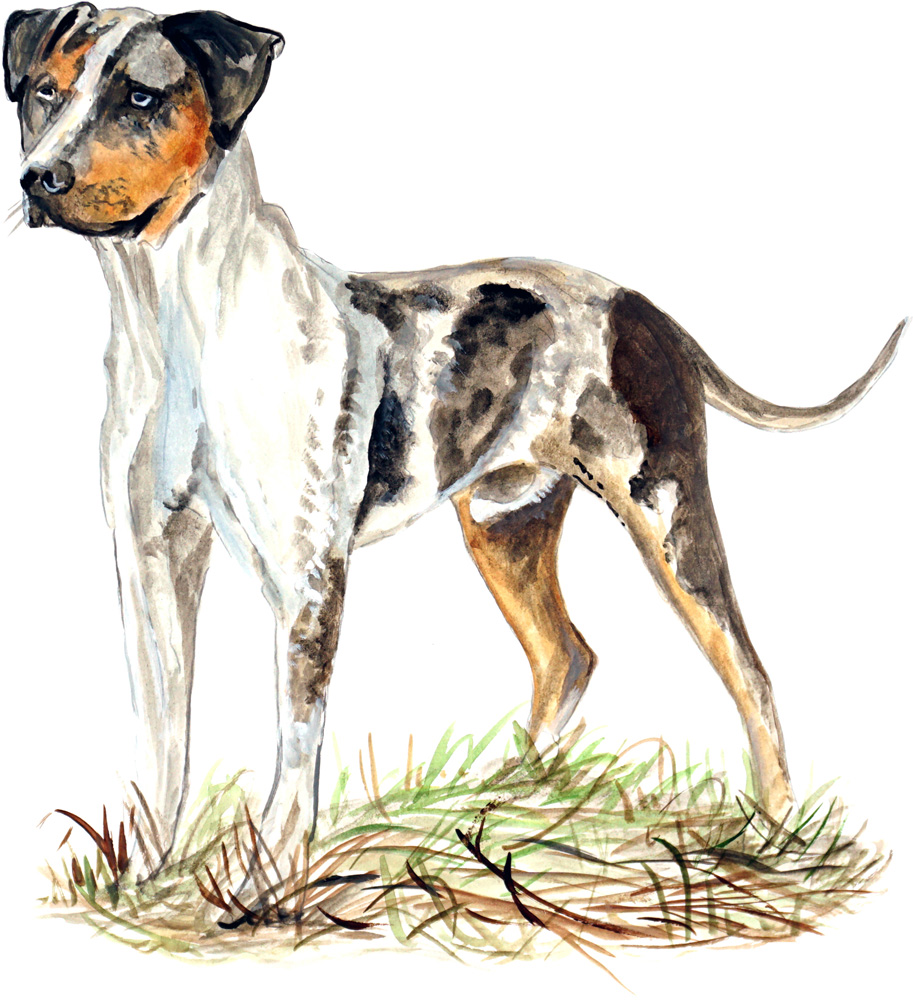 CATAHOULA LEOPARD DOG Decal/Sticker