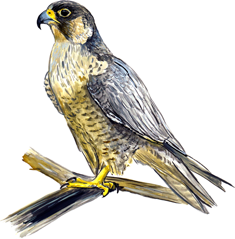 Falcon Decal/Sticker