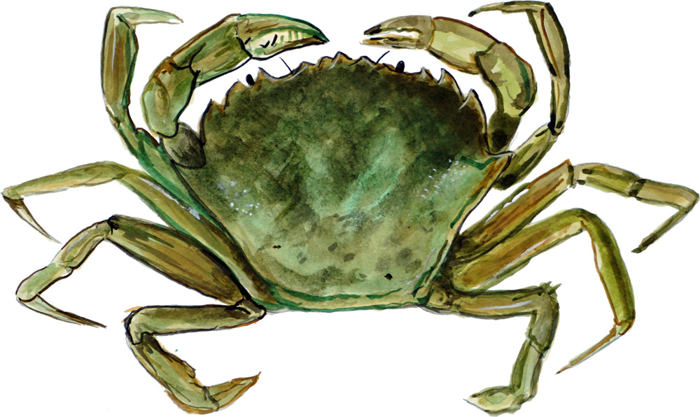Green Crab Decal/Sticker