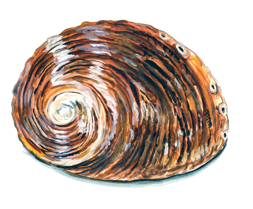 Abalone Shell Decal/Sticker
