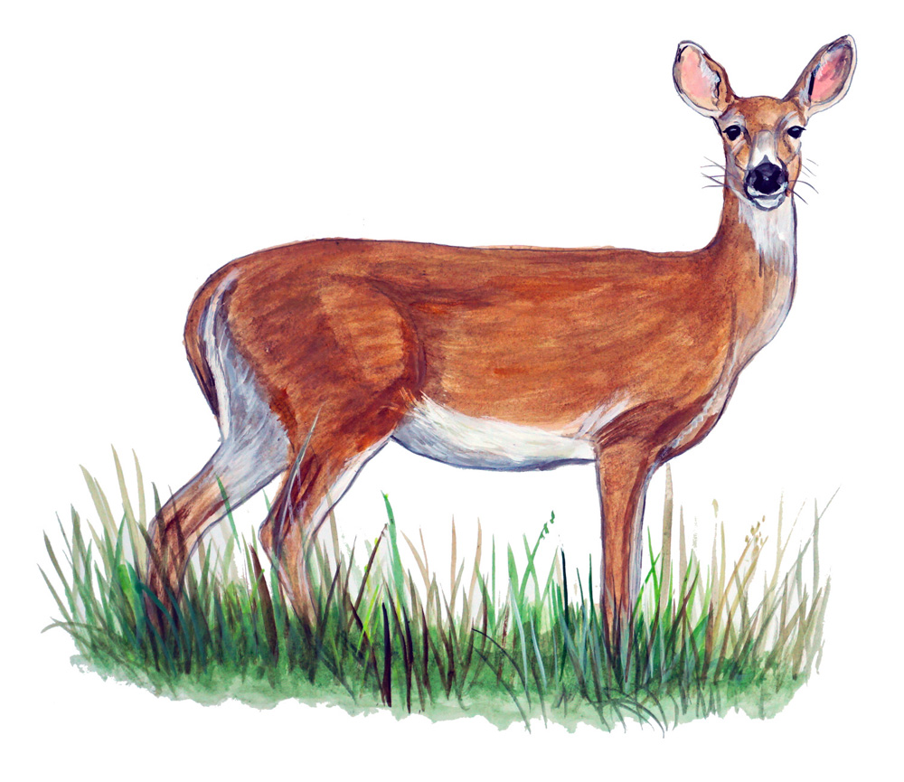Deer Doe Decal/Sticker