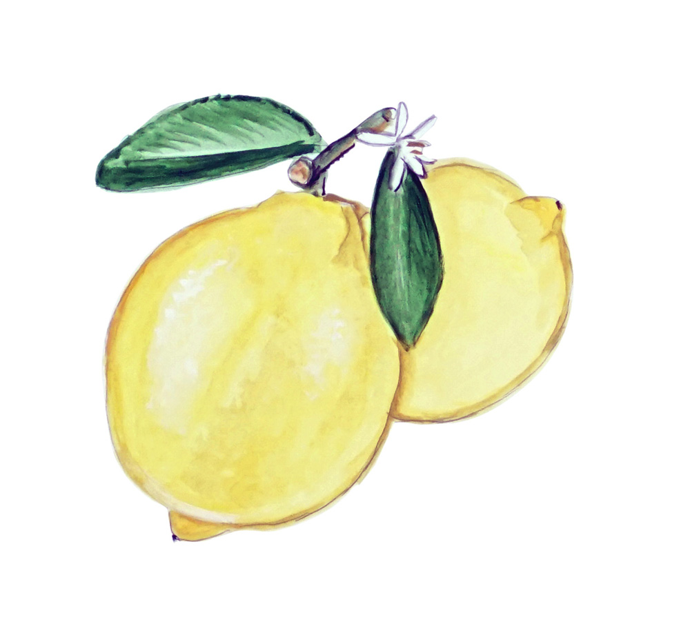 Lemons Decal/Sticker
