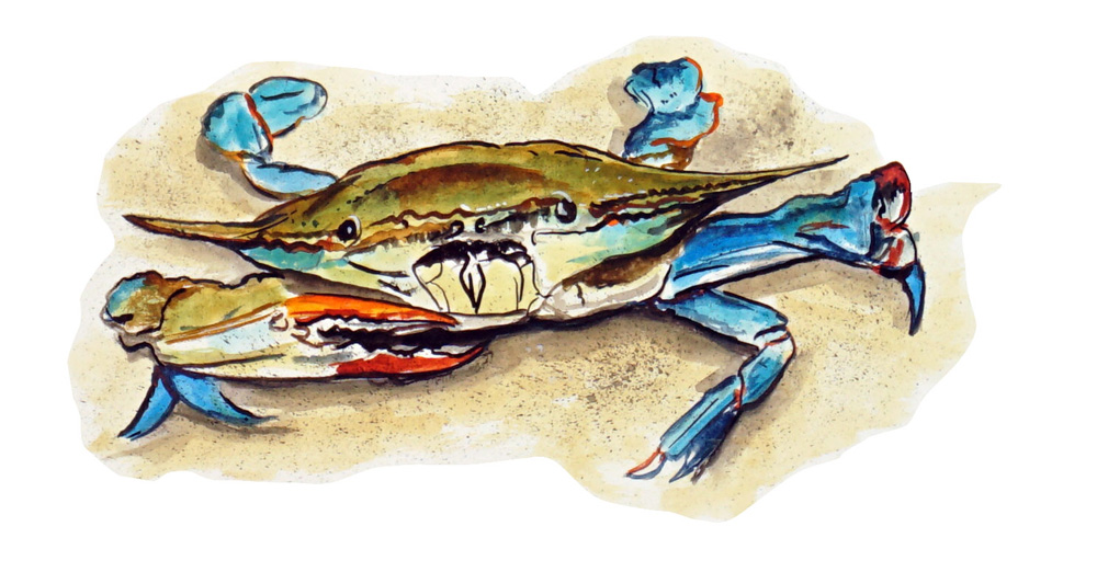 Blue Crab in Sand Decal/Sticker
