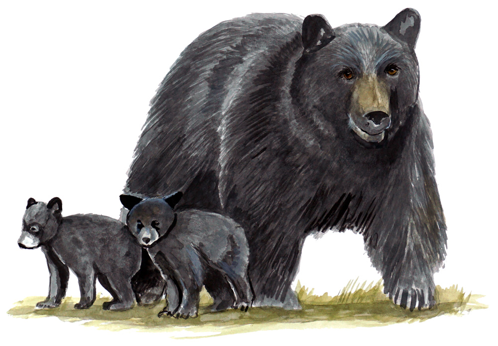 Bear & Cubs Decal/Sticker