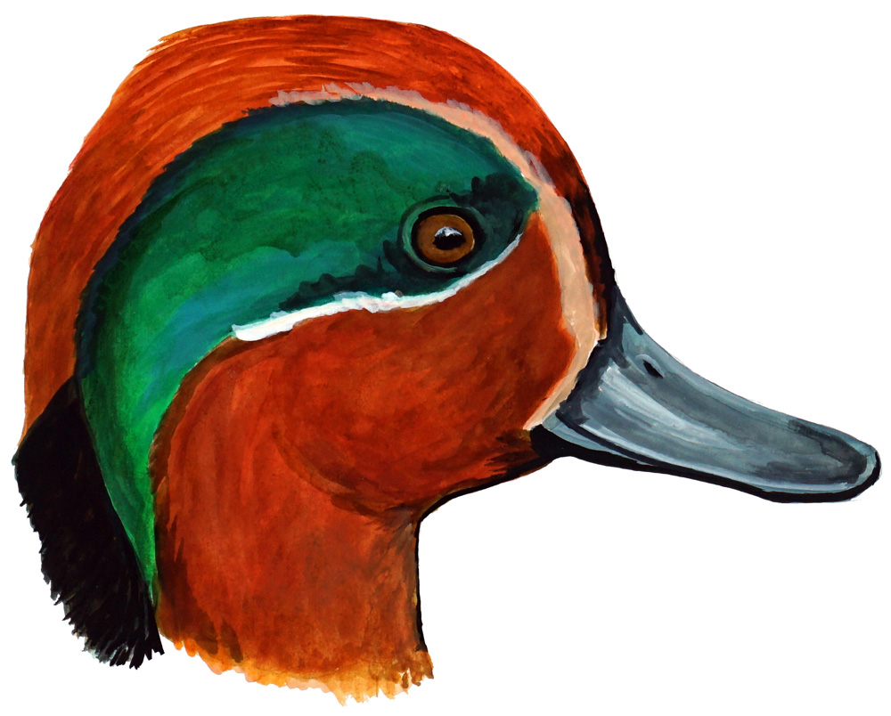 Green Winged Teal Duck Decal/Sticker