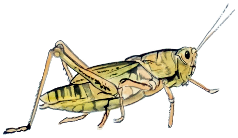 Locust Decal/Sticker