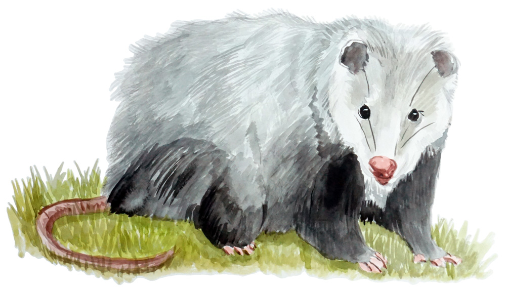 Opossum Decal/Sticker