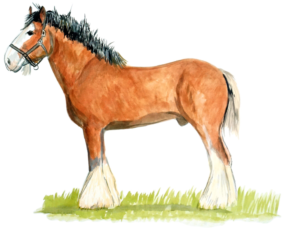 Clydesdale Horse Decal/Sticker