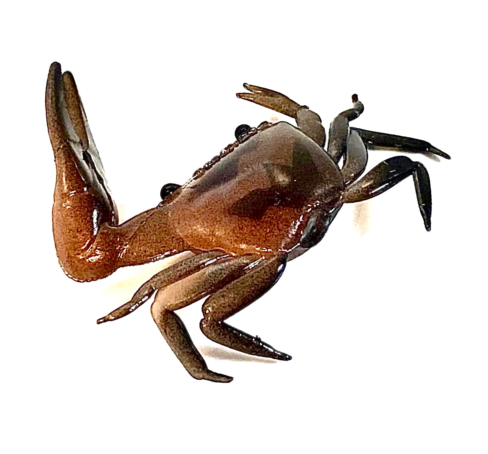 Artificial Fiddler Crab 1-1/2"" Natural 8 Pack