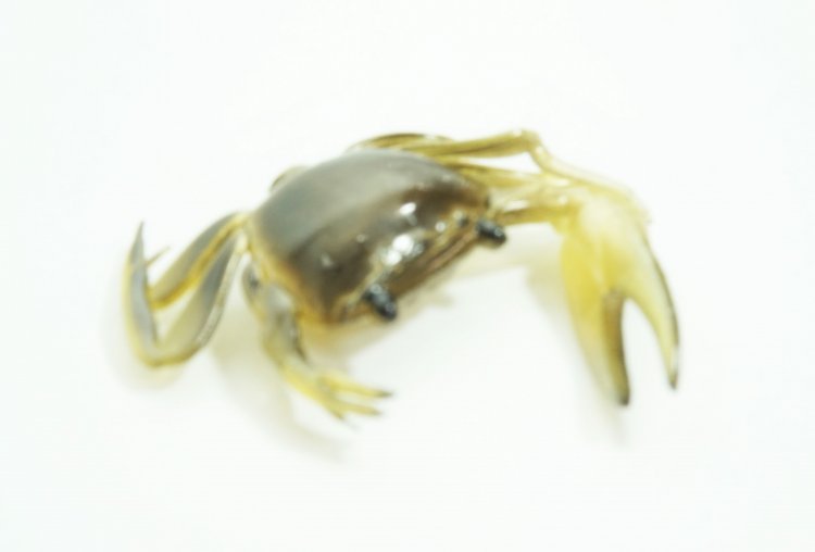 Artificial Fiddler Crab 1-1/2" Eel 8 Pack - Click Image to Close