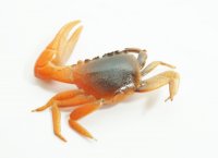 Artificial Fiddler Crab 1-1/2" Brown/Orange 8 Pack