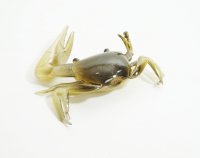 Artificial Fiddler Crab 2" Eel 8 Pack
