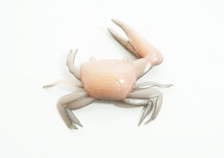 Artificial Fiddler Crab 1-1/2"" Natural 8 Pack - Click Image to Close