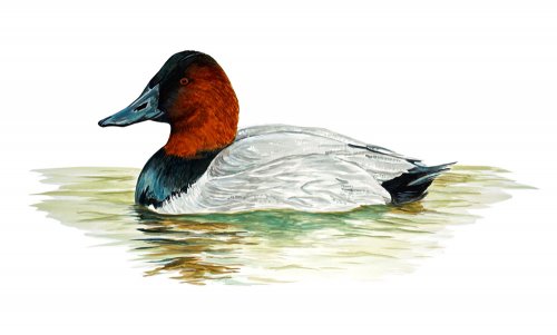 Red Headed Duck--2.776x5.925