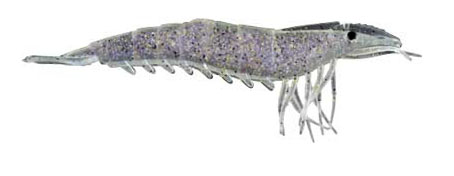 Artificial Shrimp 4-1/4" Purple Flake 4 Pack - Almost Alive Lure - Click Image to Close