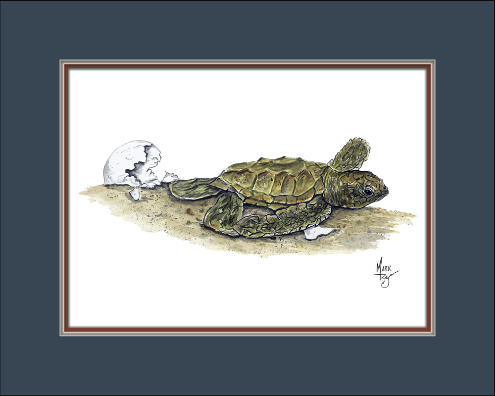 Sea Turtle Hatchling