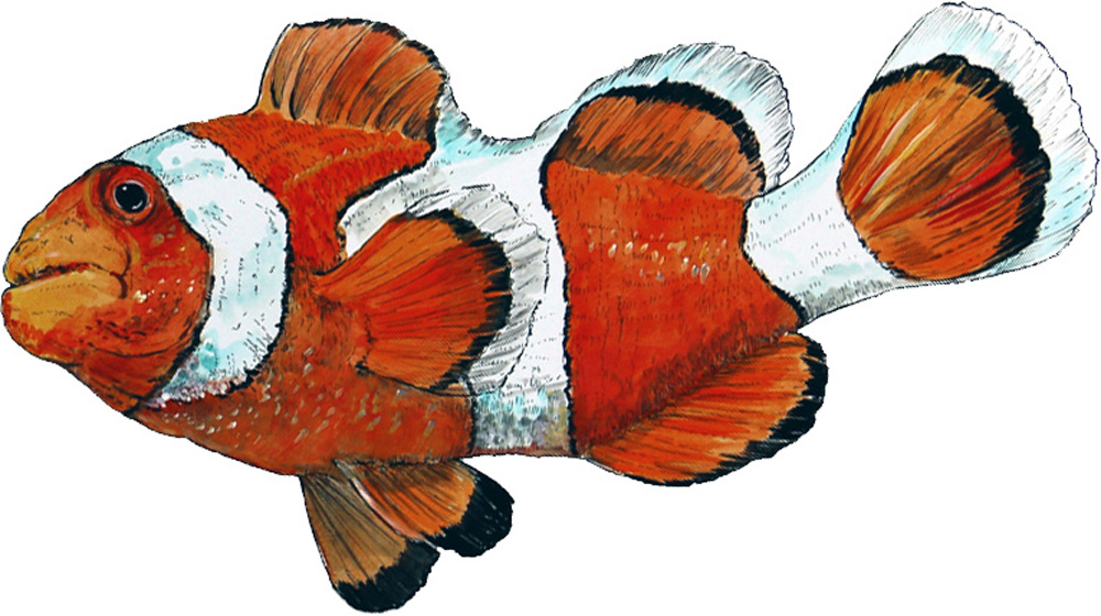 Clown Fish Decal/Sticker - Click Image to Close