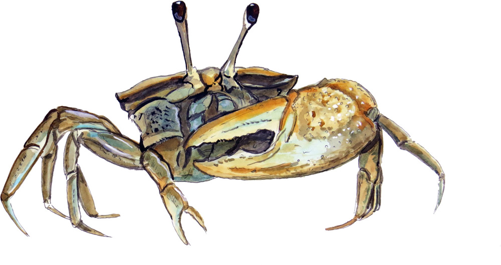 Single Fiddler Crab Decal/Sticker - Click Image to Close