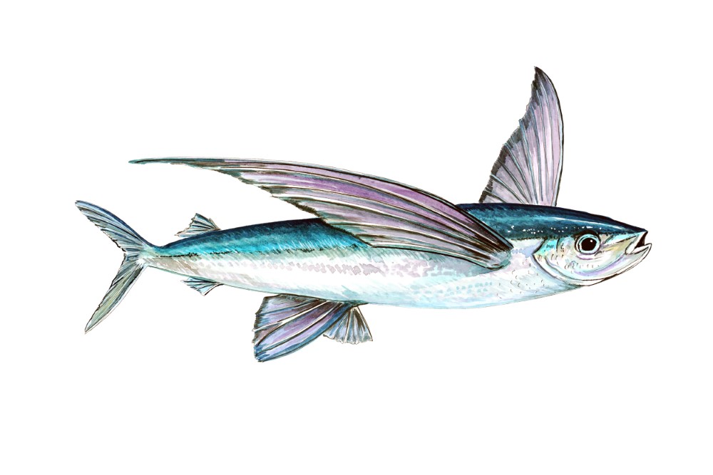 Flying Fish Decal/Sticker