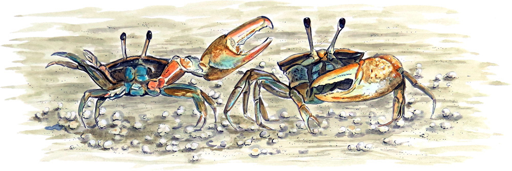 Double Fiddler Crab Decal/Sticker