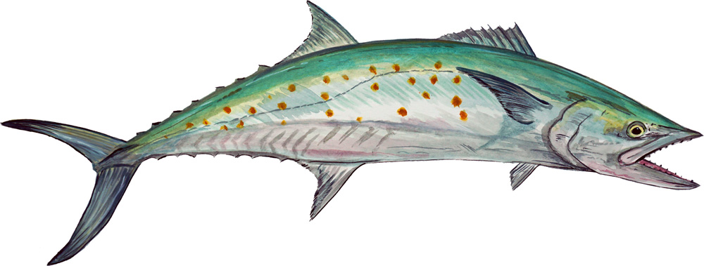 Spanish Mackerel Decal/Sticker - Click Image to Close
