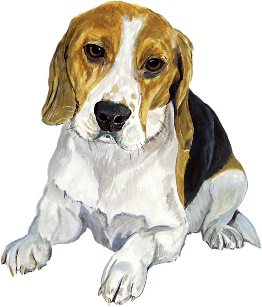 Beagle Decal/Sticker - Click Image to Close