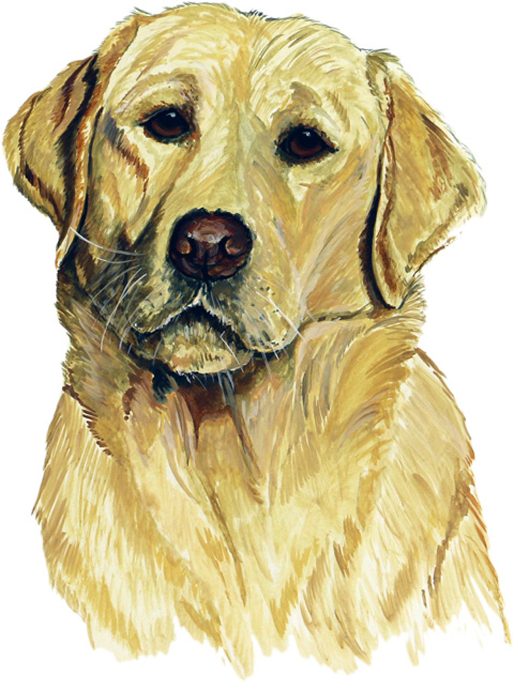 Blonde Lab Decal/Sticker - Click Image to Close