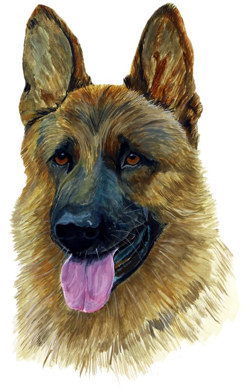 German Shepherd Decal/Sticker