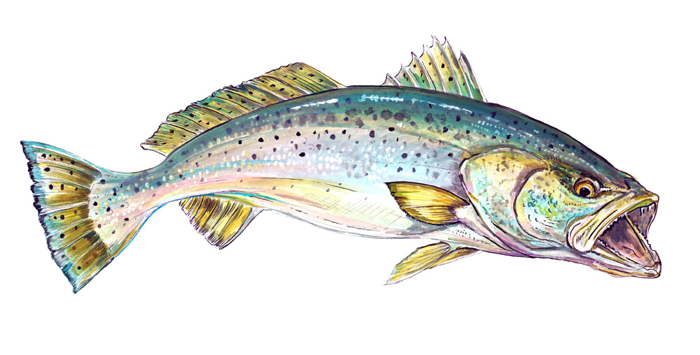 Trout Decal/Sticker