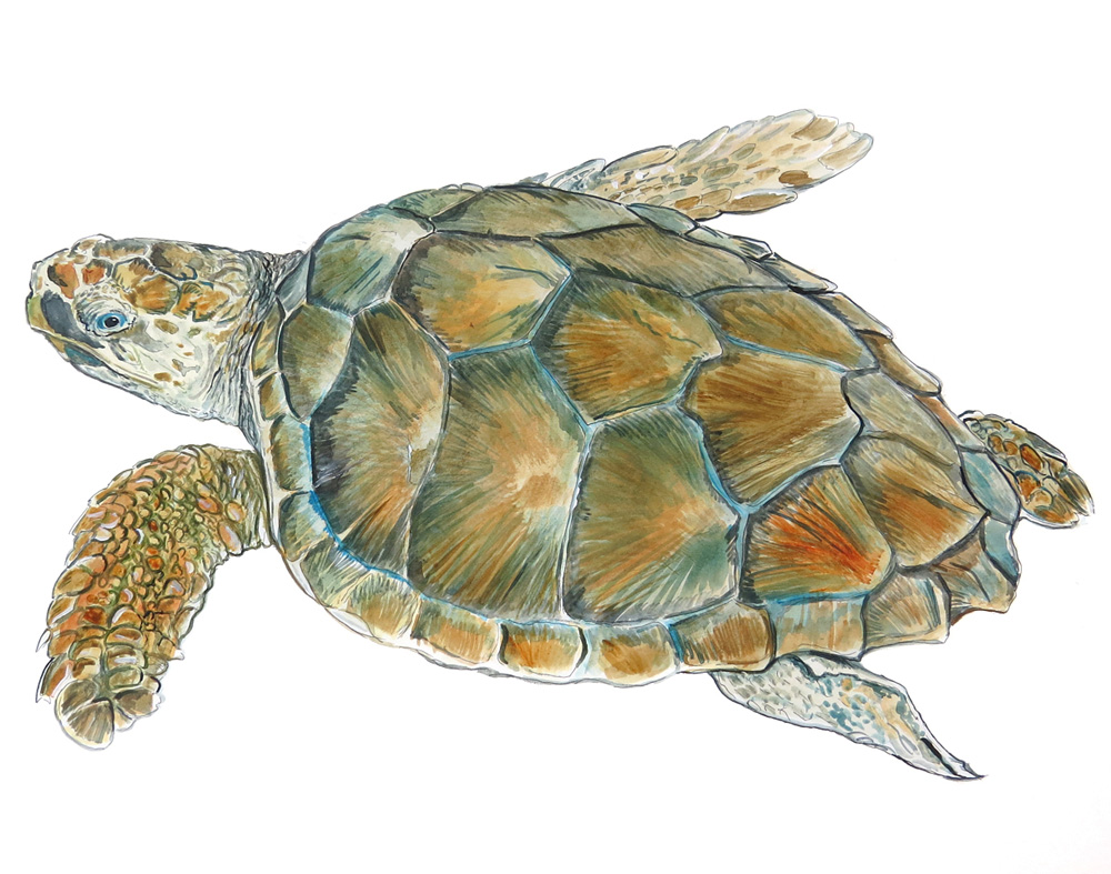 Loggerhead Sea Turtle Decal/Sticker - Click Image to Close