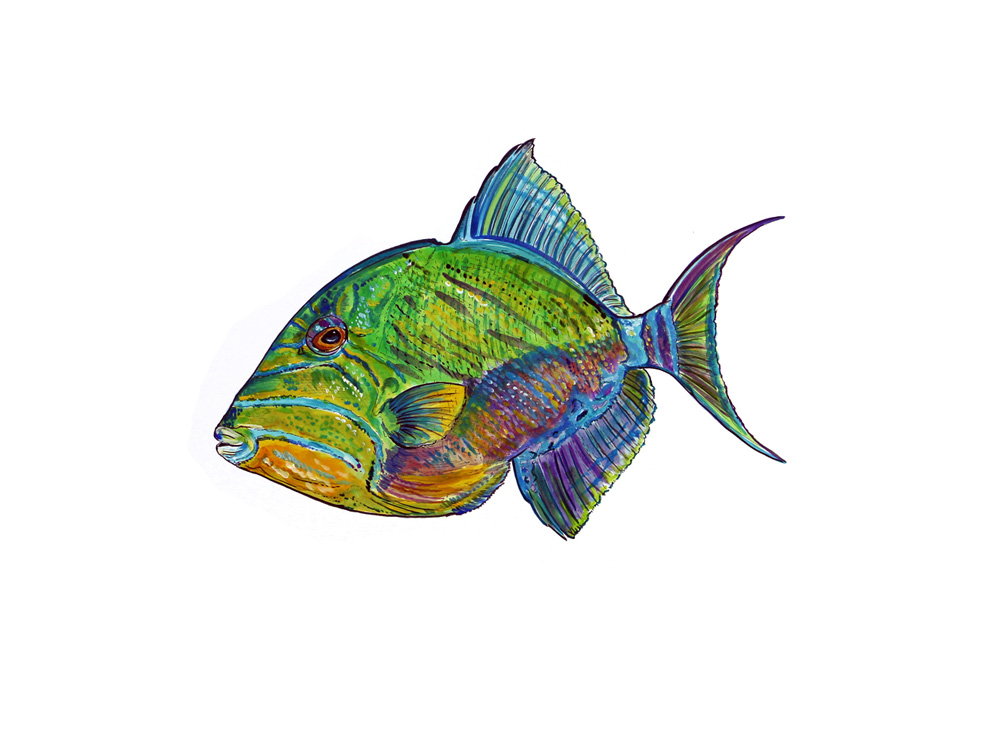 Queen Triggerfish Decal/Sticker - Click Image to Close
