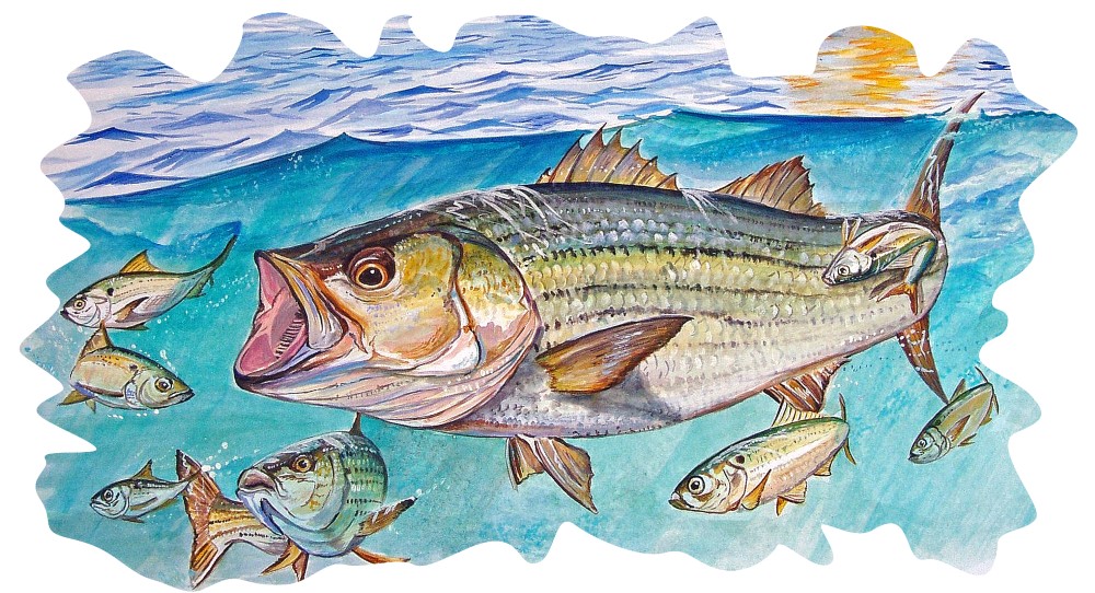 James River Striper Decal/Sticker