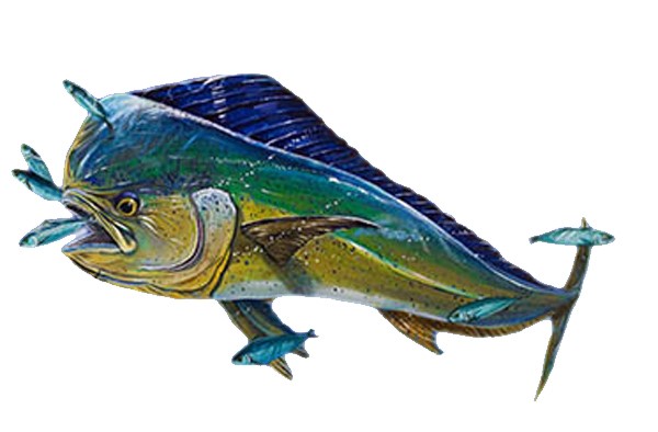 Mahi Feeding Decal/Sticker Mahi Feeding Decal/Sticker