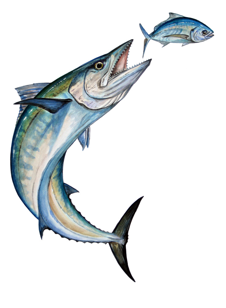 Bent Kingfish Decal/Sticker - Click Image to Close