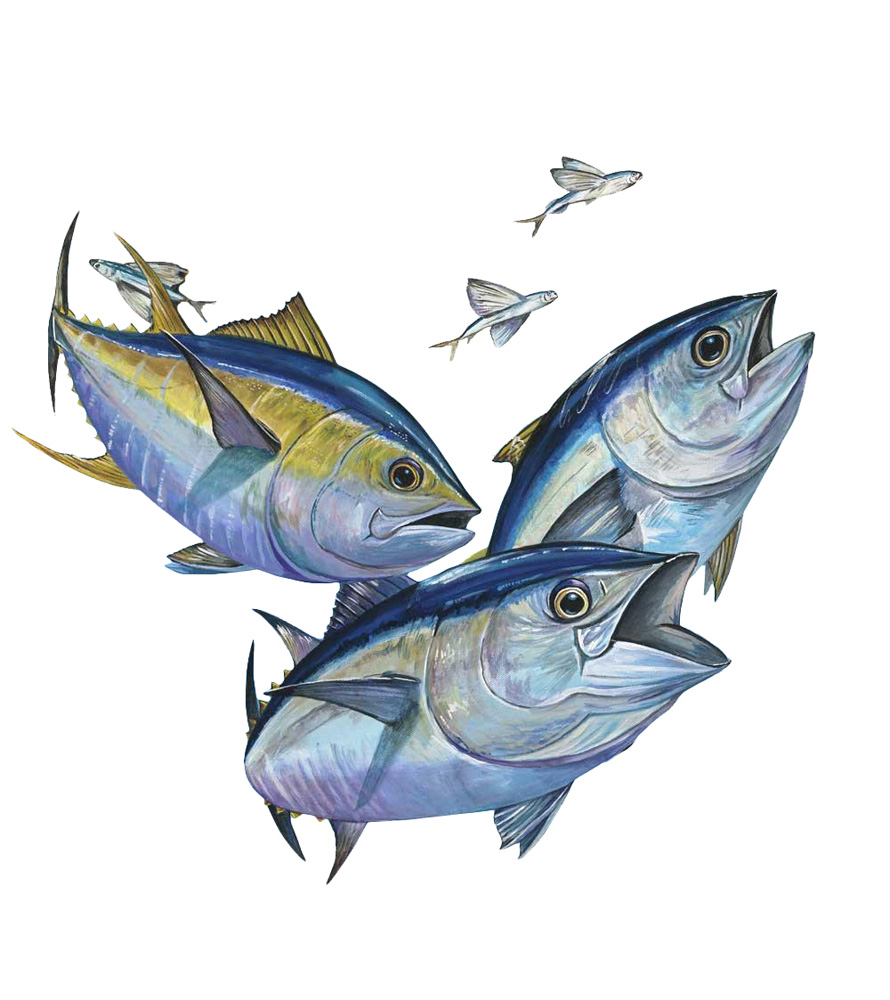 Various Tuna Decal/Sticker - Click Image to Close