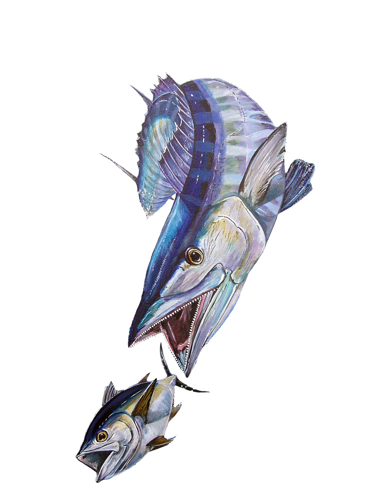 Wahoo and Yellowfin Decal/Sticker - Click Image to Close